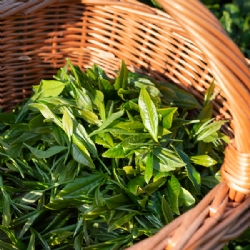 Assolo, Italian green tea- Single estate